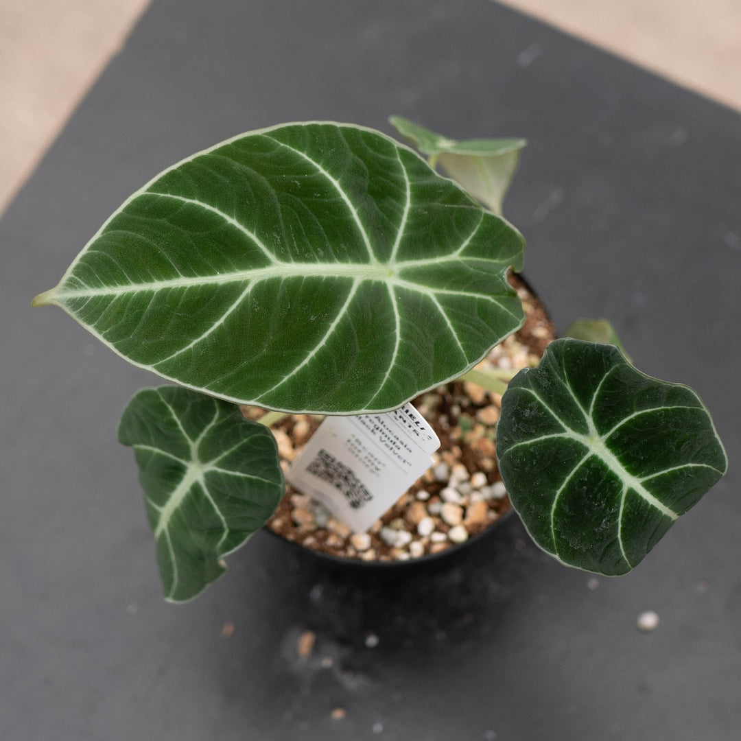 Gabriella Plants Alocasia 4" Alocasia reginula "Black Velvet"