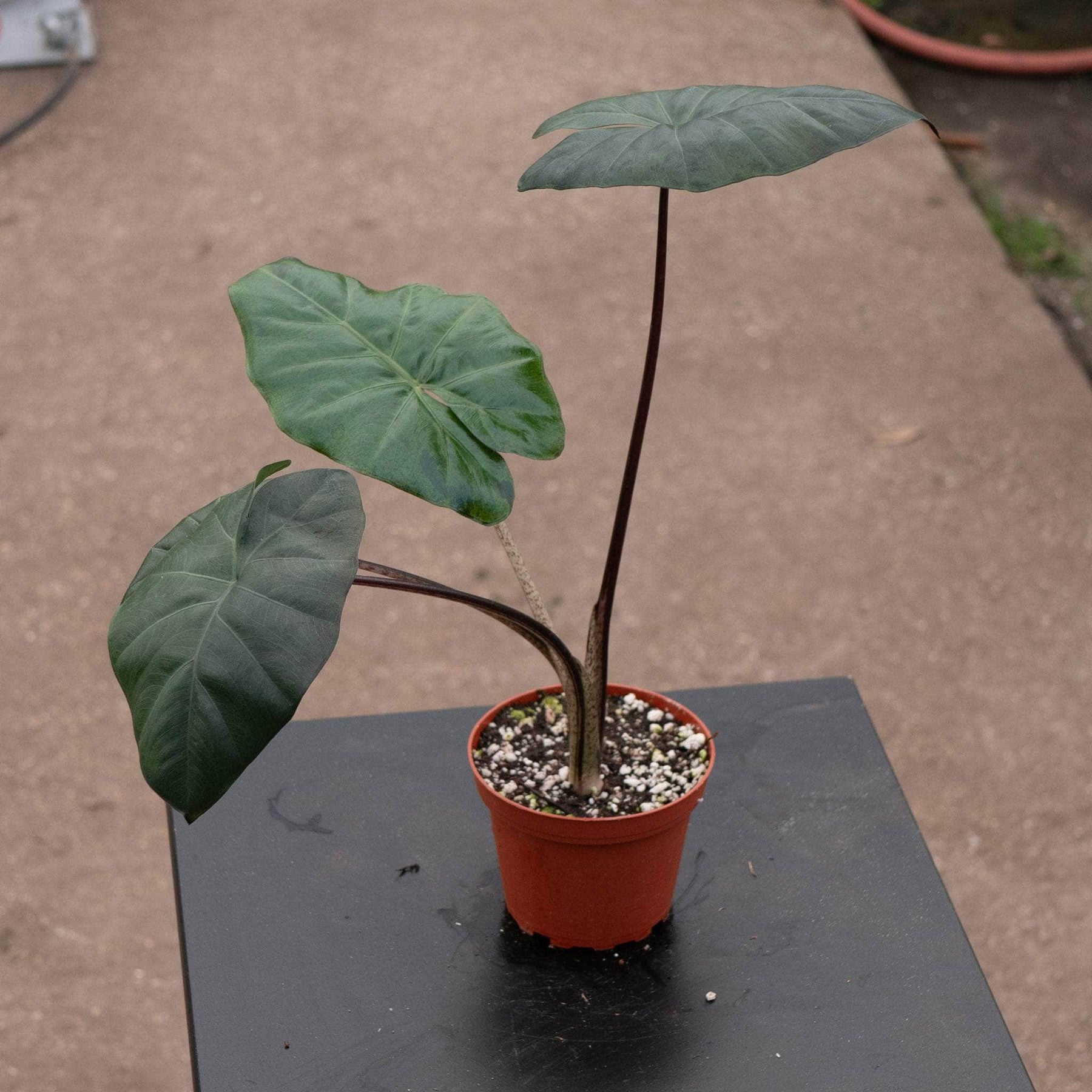 yucatan princess plant indoor care Alocasia sarawakensis 'Yucatan Princess'