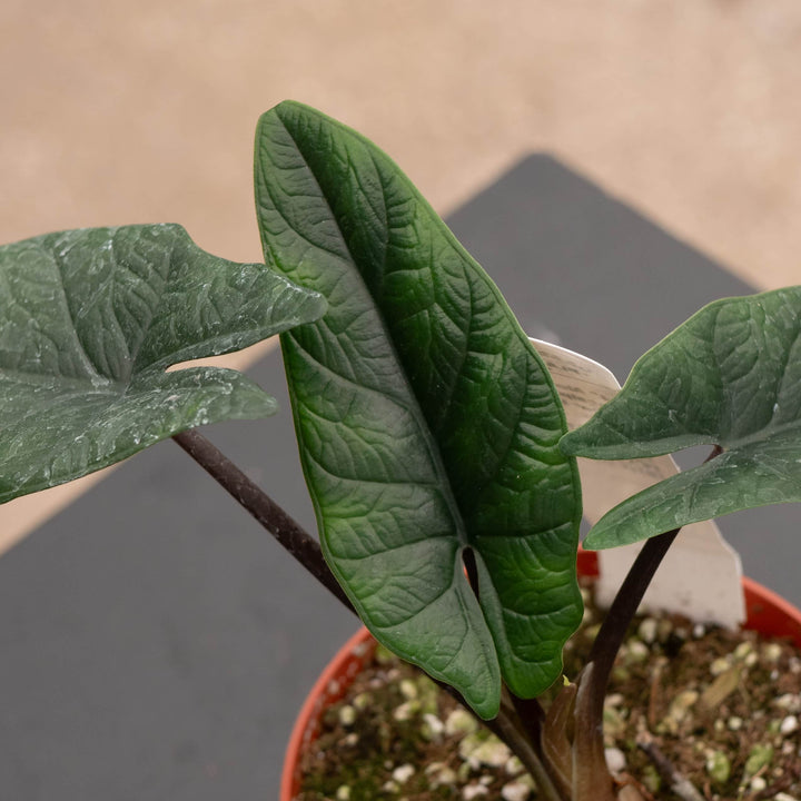 Gabriella Plants Alocasia 4" Alocasia scalprum