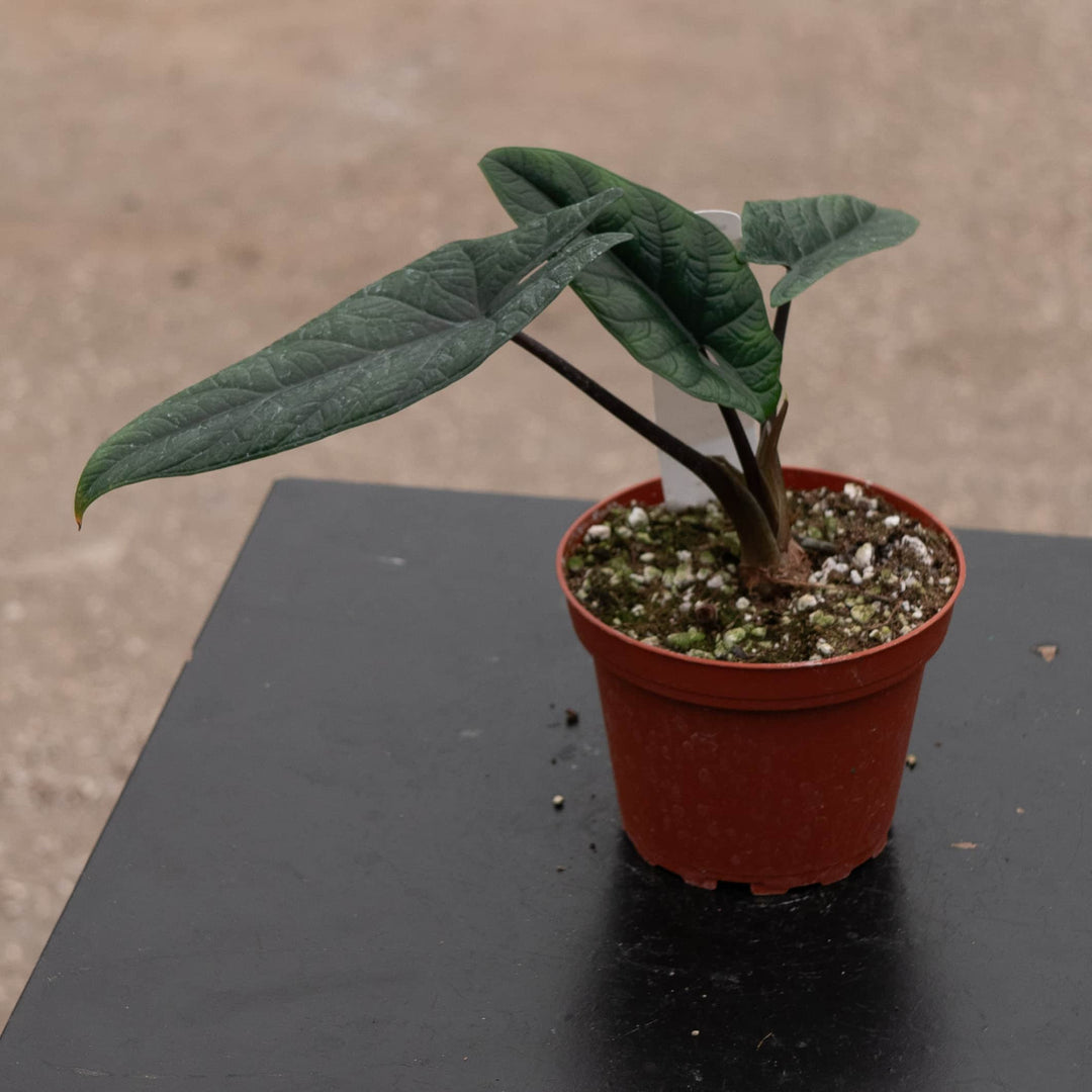 Gabriella Plants Alocasia 4" Alocasia scalprum