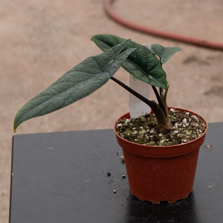 Gabriella Plants Alocasia 4" Alocasia scalprum