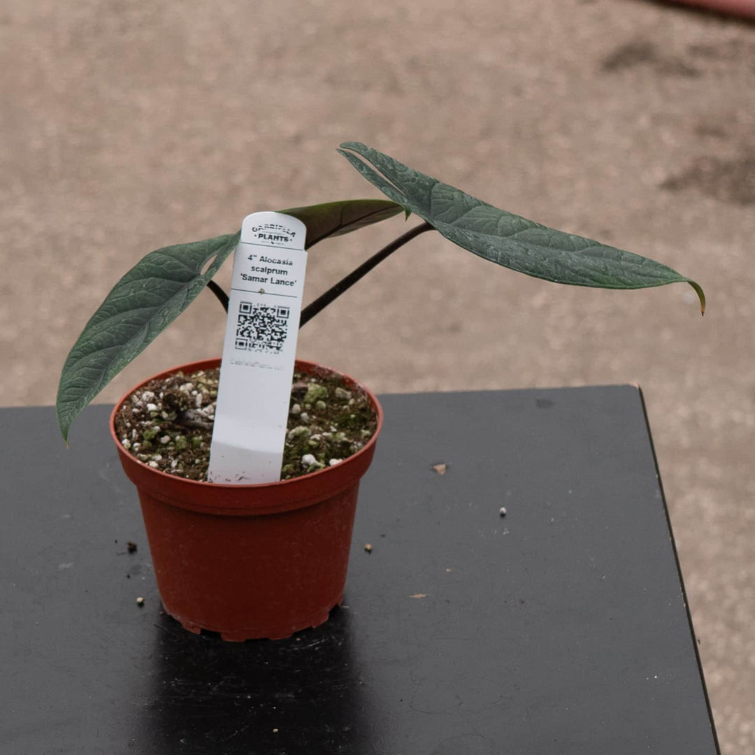 Gabriella Plants Alocasia 4" Alocasia scalprum
