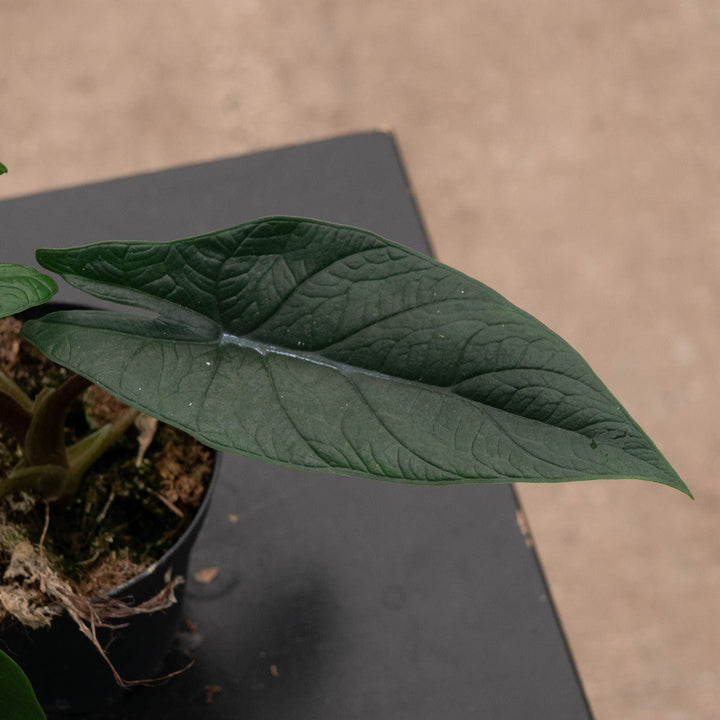 Gabriella Plants Alocasia 4" Alocasia scalprum