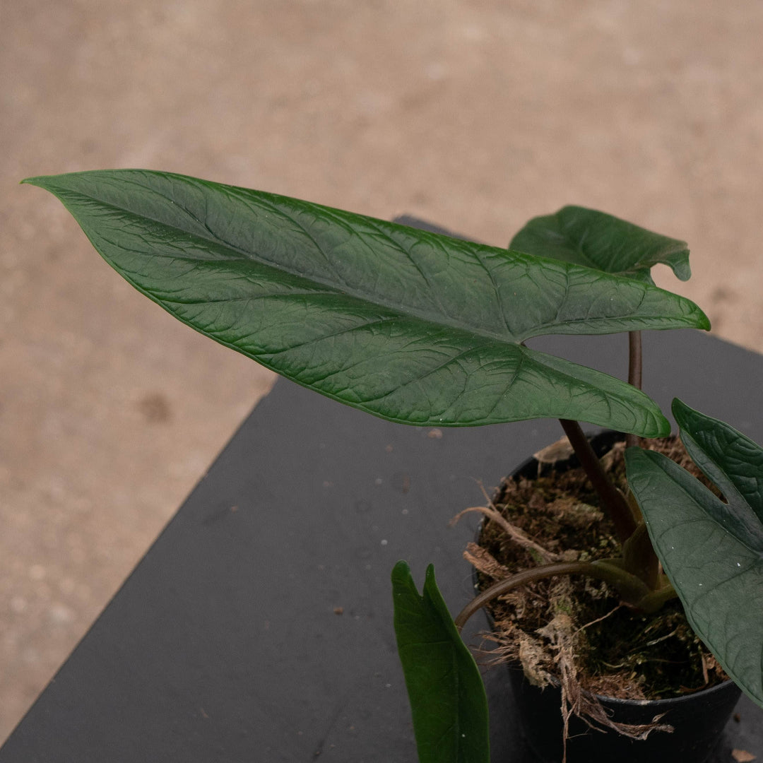 Gabriella Plants Alocasia 4" Alocasia scalprum