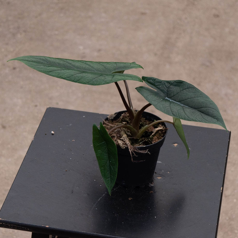 Gabriella Plants Alocasia 4" Alocasia scalprum