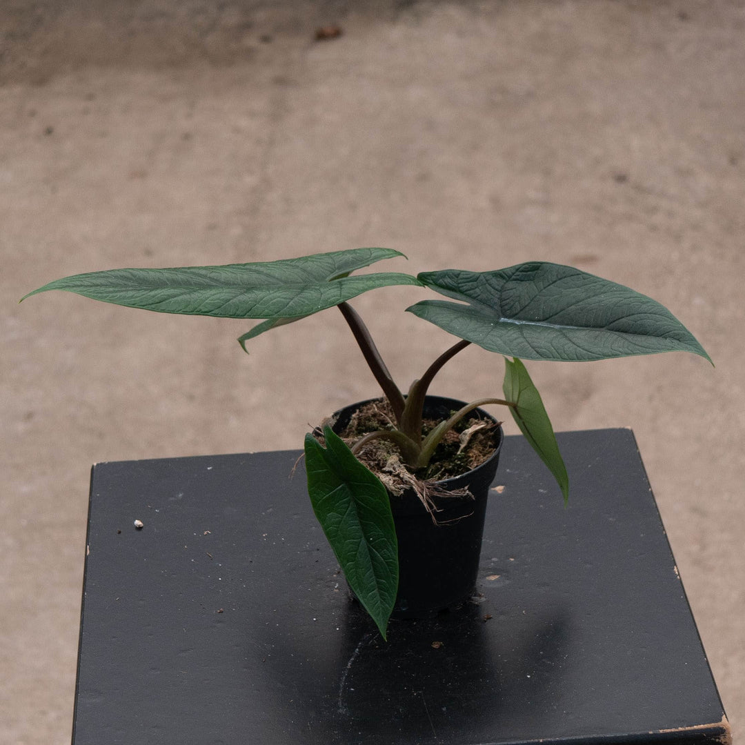 Gabriella Plants Alocasia 4" Alocasia scalprum