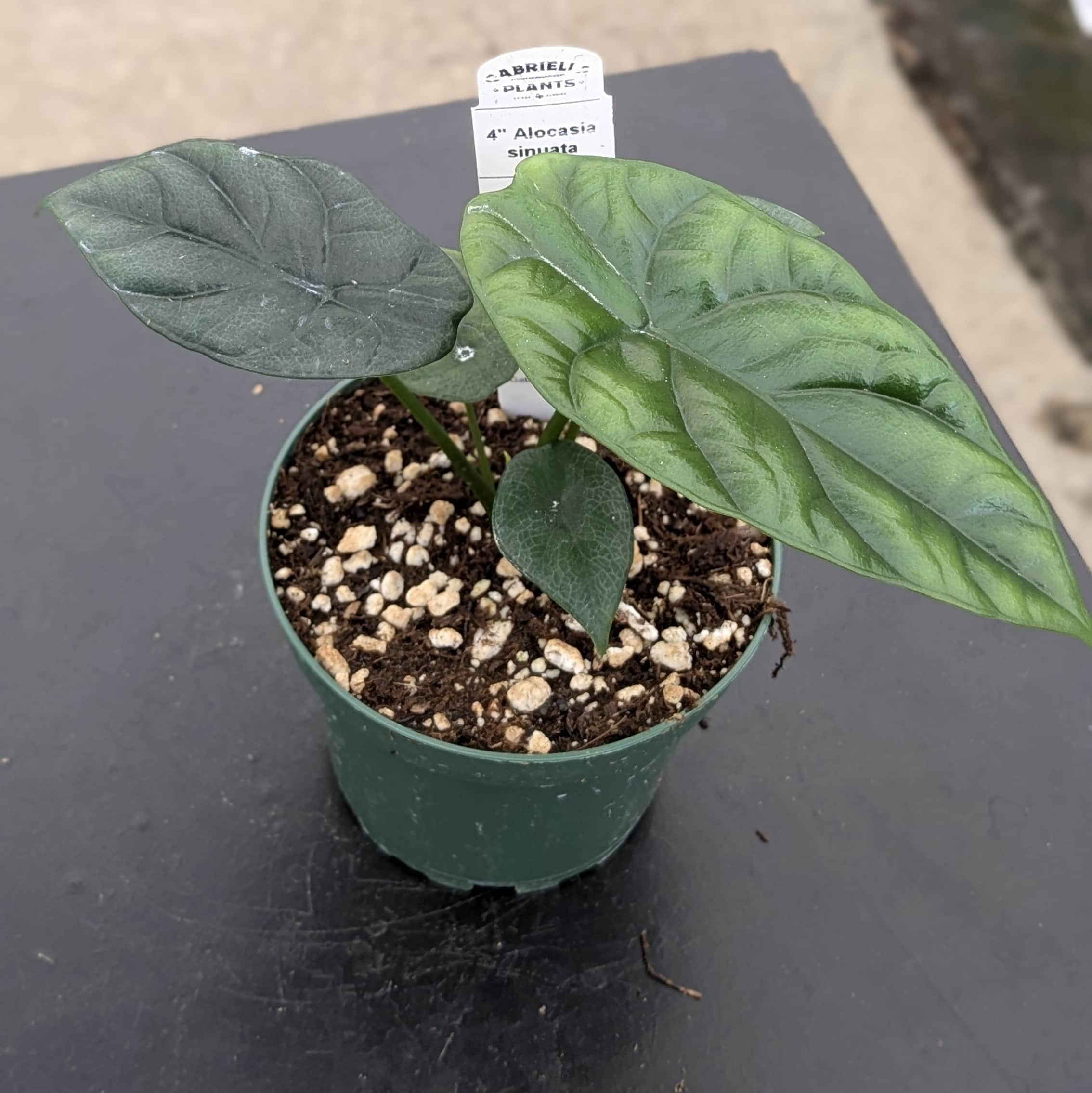 Gabriella Plants Alocasia sinuata - Thumbnail 4
