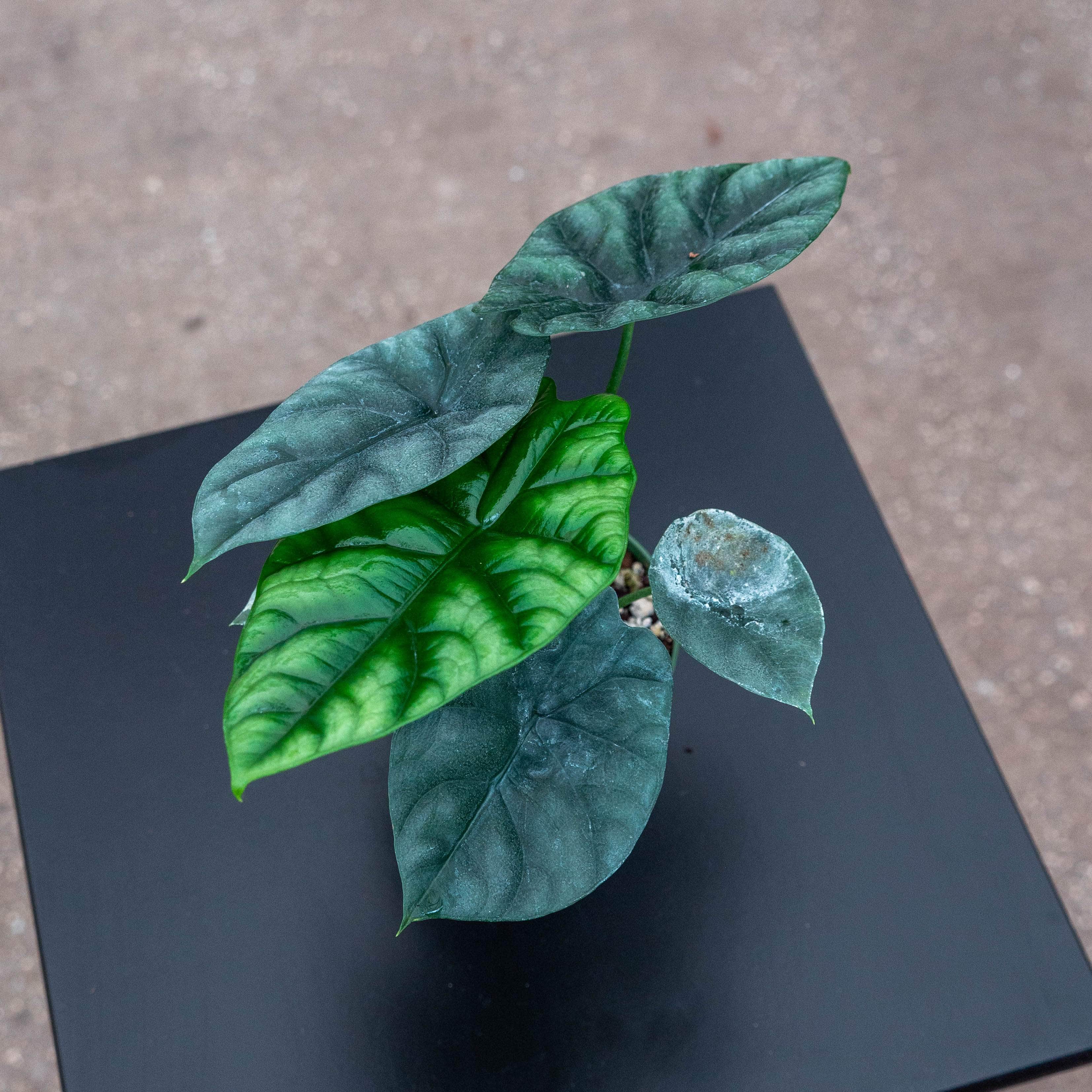 Gabriella Plants Alocasia sinuata