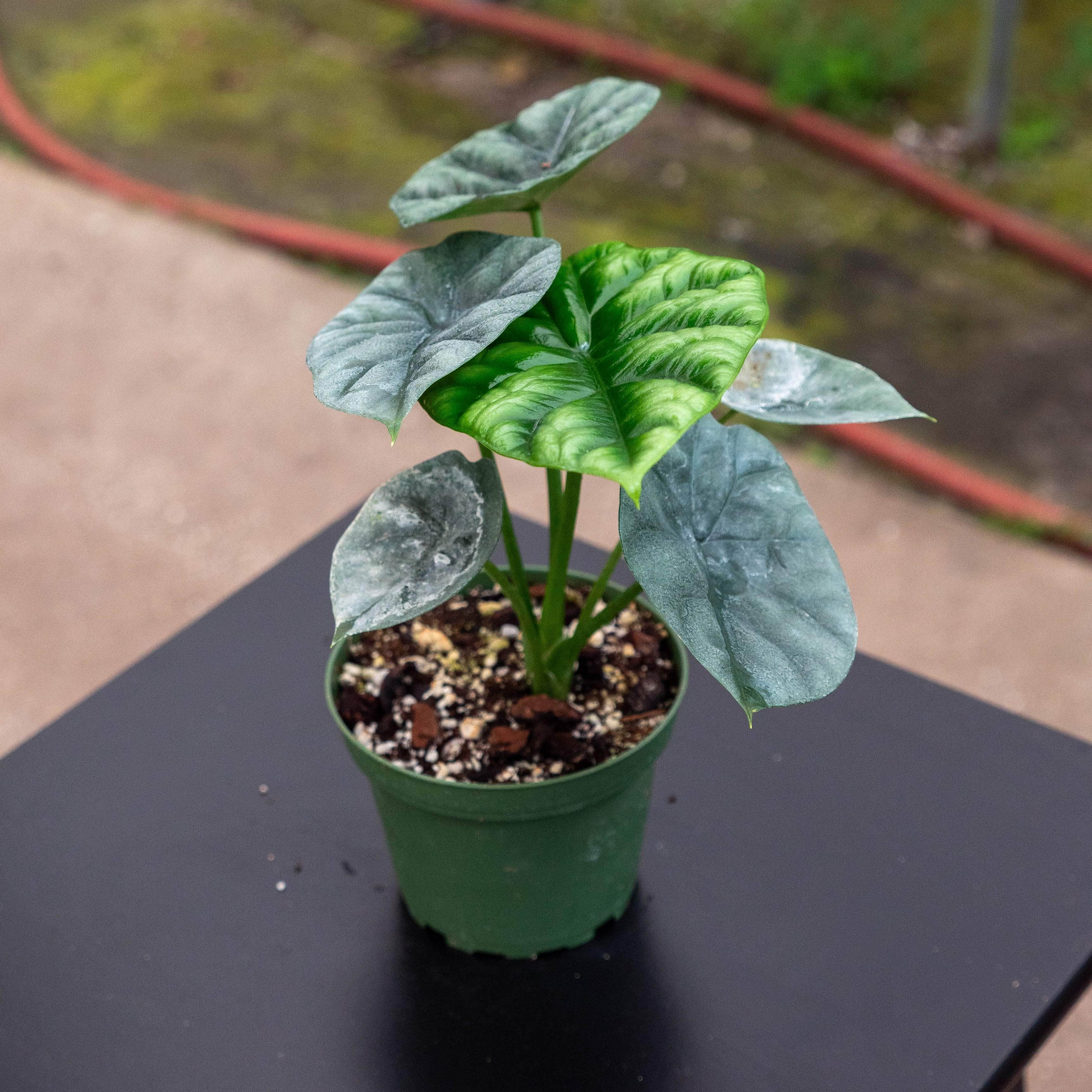 Gabriella Plants Alocasia sinuata - Thumbnail 3