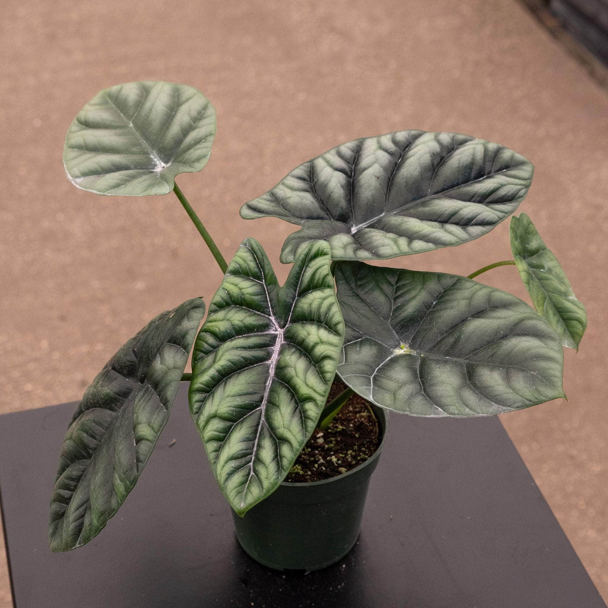 Gabriella Plants Alocasia sinuata - Thumbnail 2