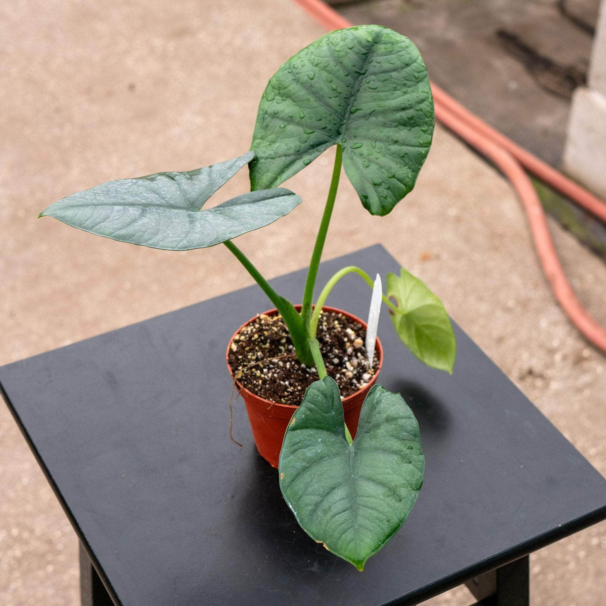 Alocasia 'Platinum'