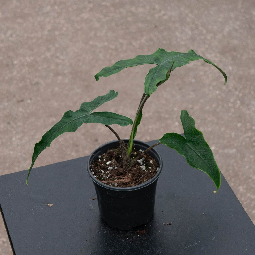 Gabriella Plants Alocasia 4" Alocasia Sulawesi sp. &