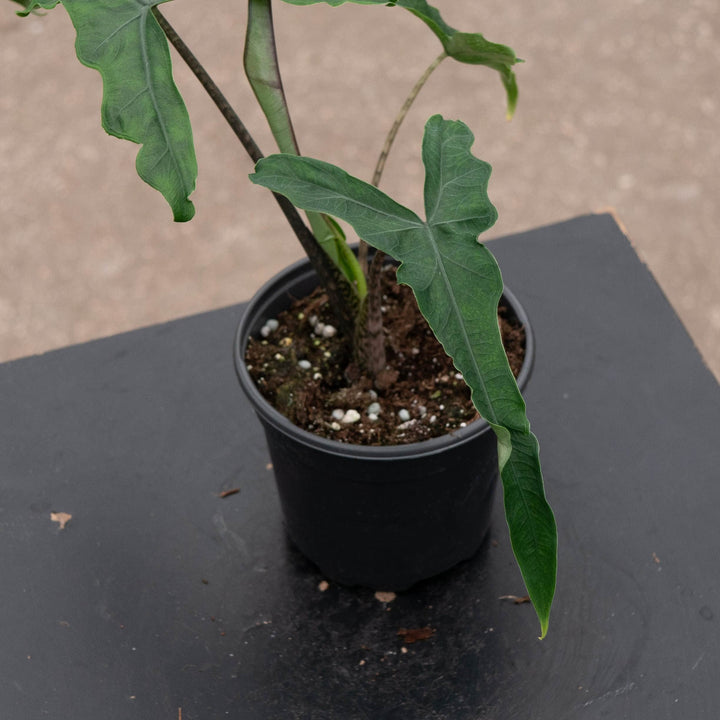 Gabriella Plants Alocasia 4" Alocasia Sulawesi sp. &