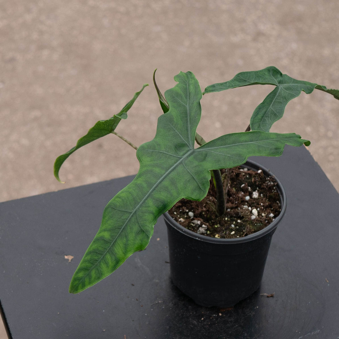 Gabriella Plants Alocasia 4" Alocasia Sulawesi sp. 'Sabrina'