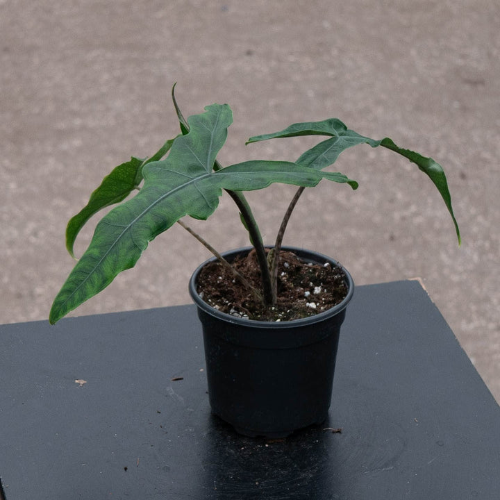 Gabriella Plants Alocasia 4" Alocasia Sulawesi sp. &