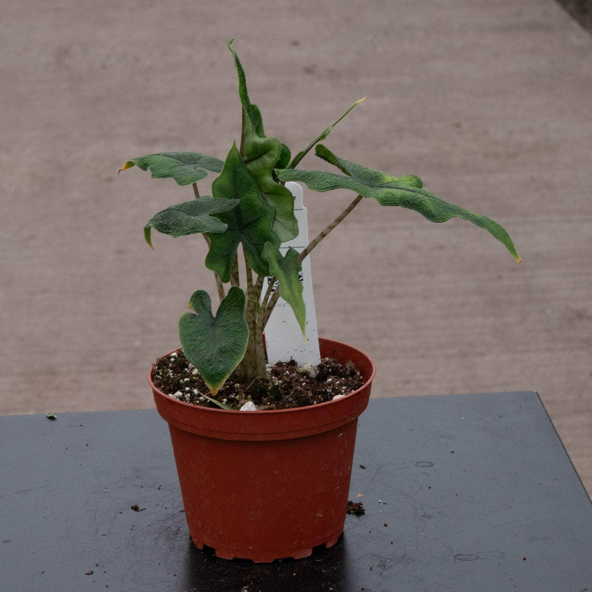 Alocasia tandurusa 'Jacklyn' - Gabriella Plants