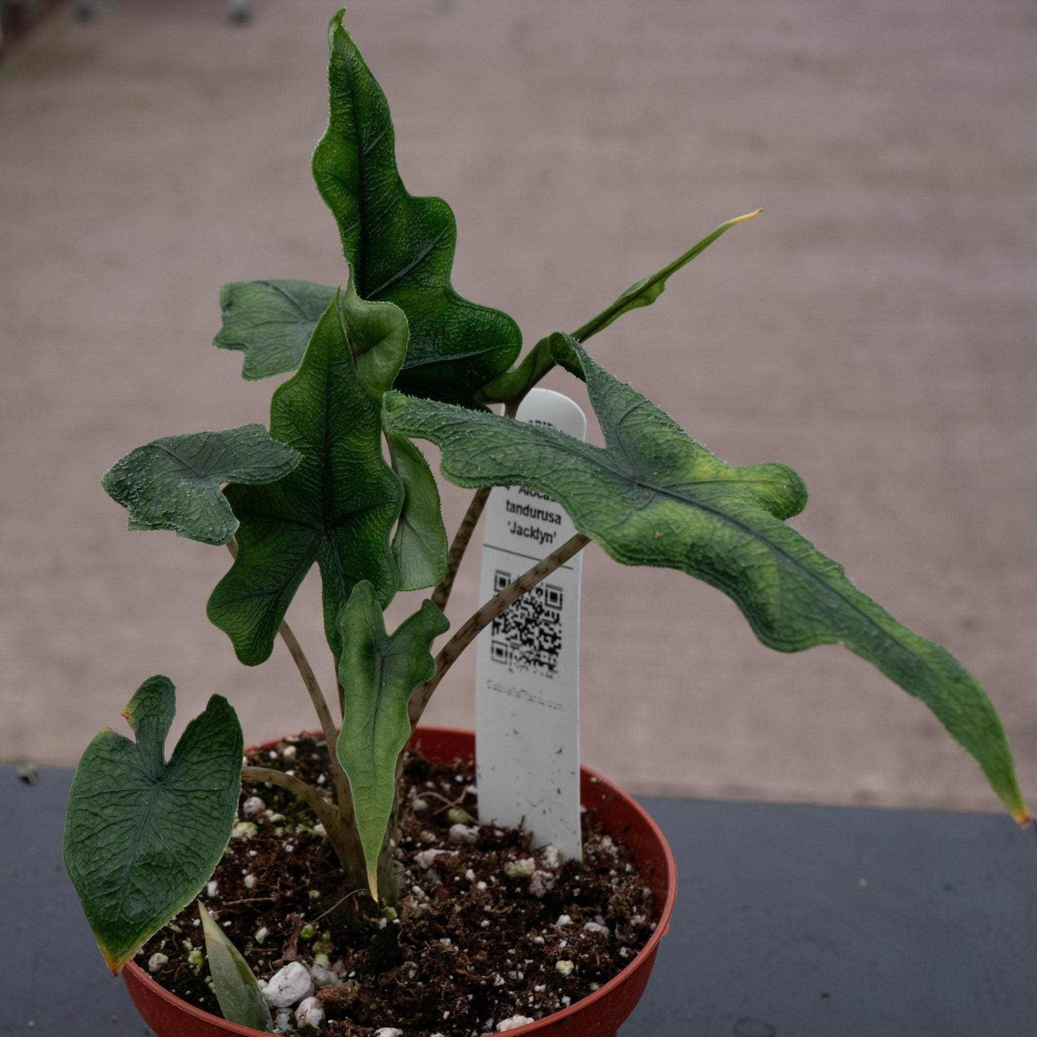 Alocasia tandurusa 'Jacklyn' - Gabriella Plants