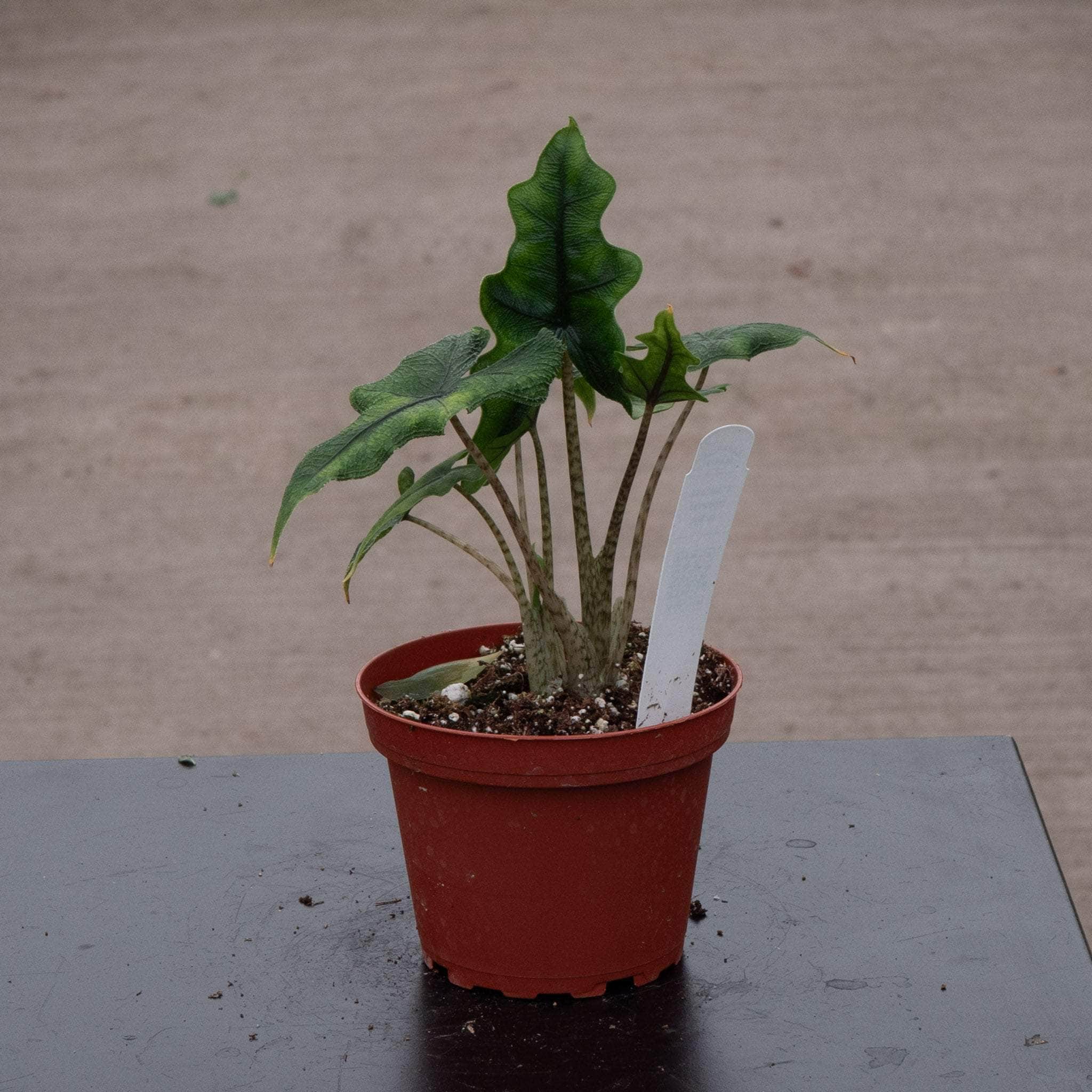 Alocasia tandurusa 'Jacklyn' - Gabriella Plants