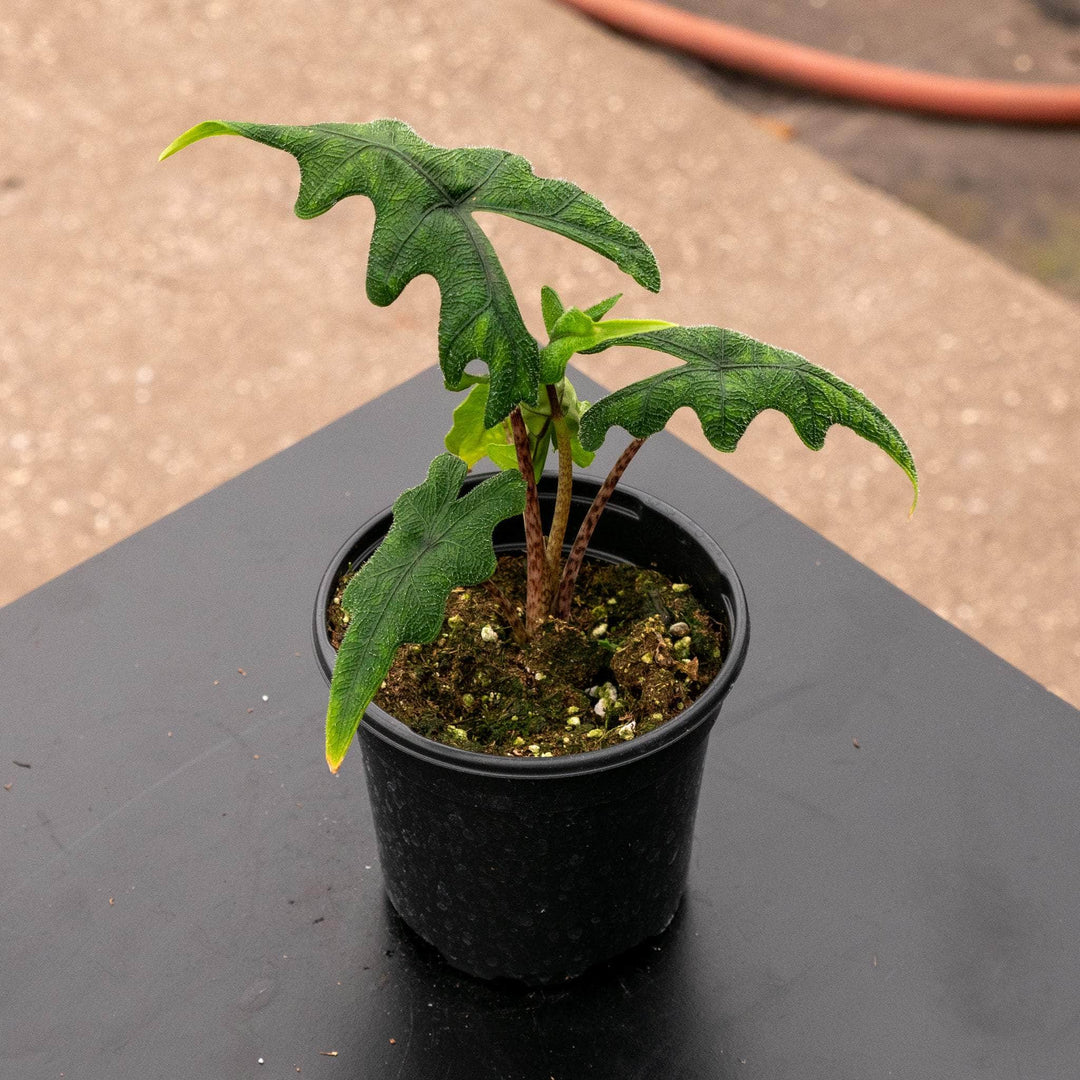 Gabriella Plants Alocasia 4" Alocasia tandurusa ‘Jacklyn’