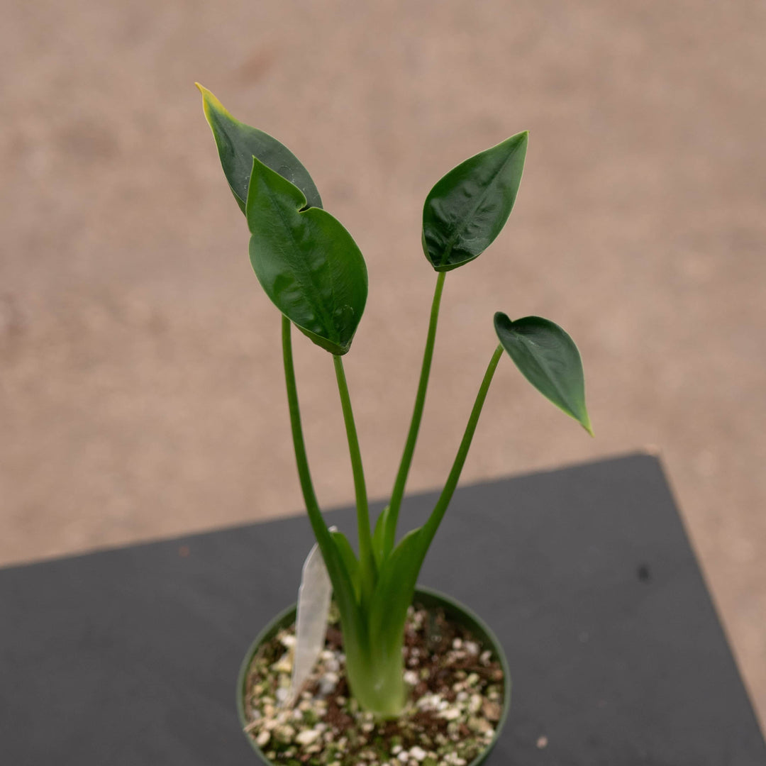 tiny dancers elephant ear plant height Alocasia 'Tiny Dancers'