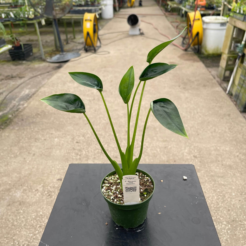 Gabriella Plants Alocasia Alocasia 'Tiny Dancers'