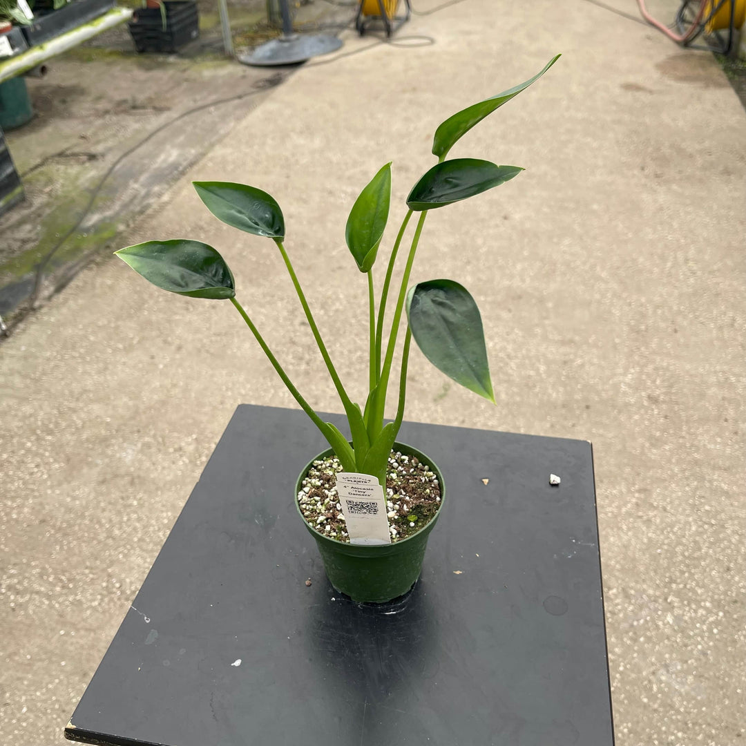 care for tiny dancers elephant ear plant alocasia buddha palm Alocasia 'Tiny Dancers'
