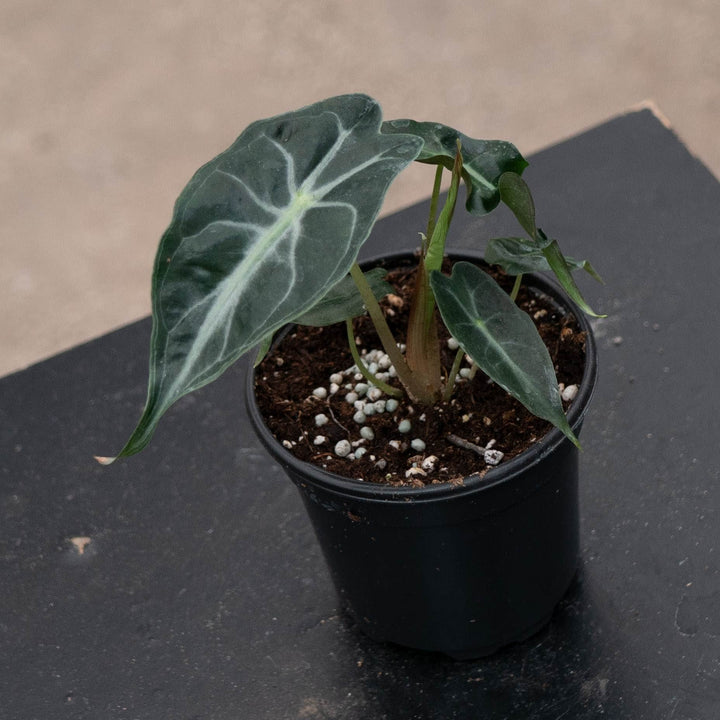 Gabriella Plants Alocasia 4" Alocasia &