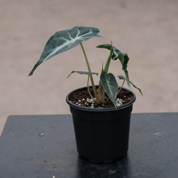 Gabriella Plants Alocasia 4" Alocasia &