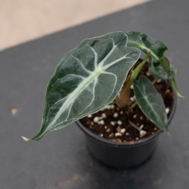 Gabriella Plants Alocasia 4" Alocasia &