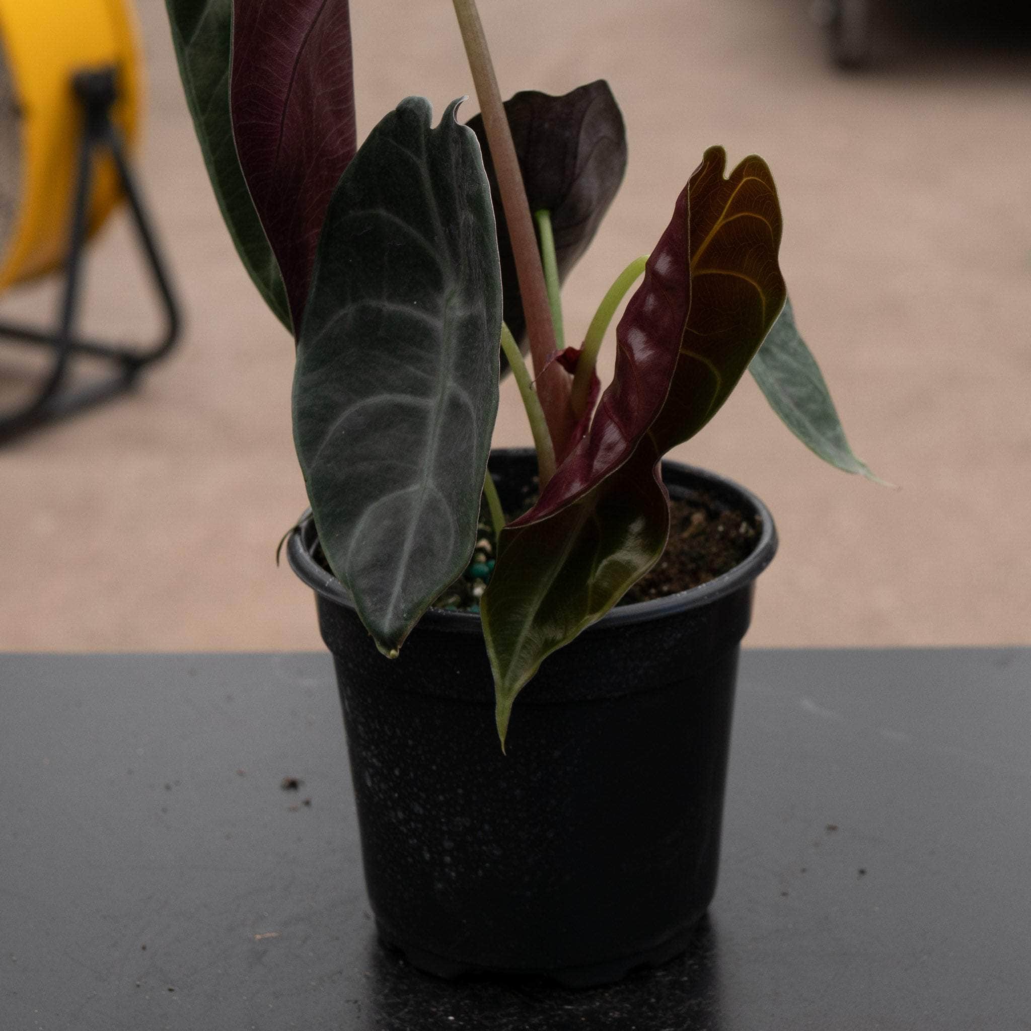 Alocasia watsoniana - Gabriella Plants