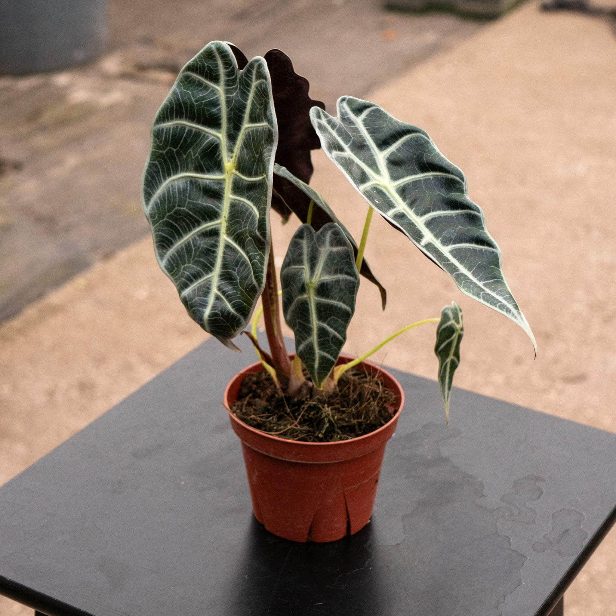Alocasia