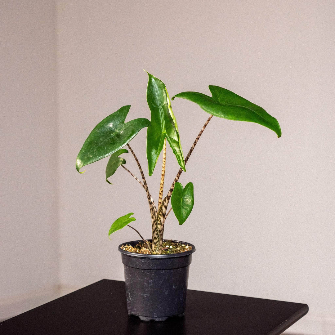 philodendron zebrina Alocasia zebrina
