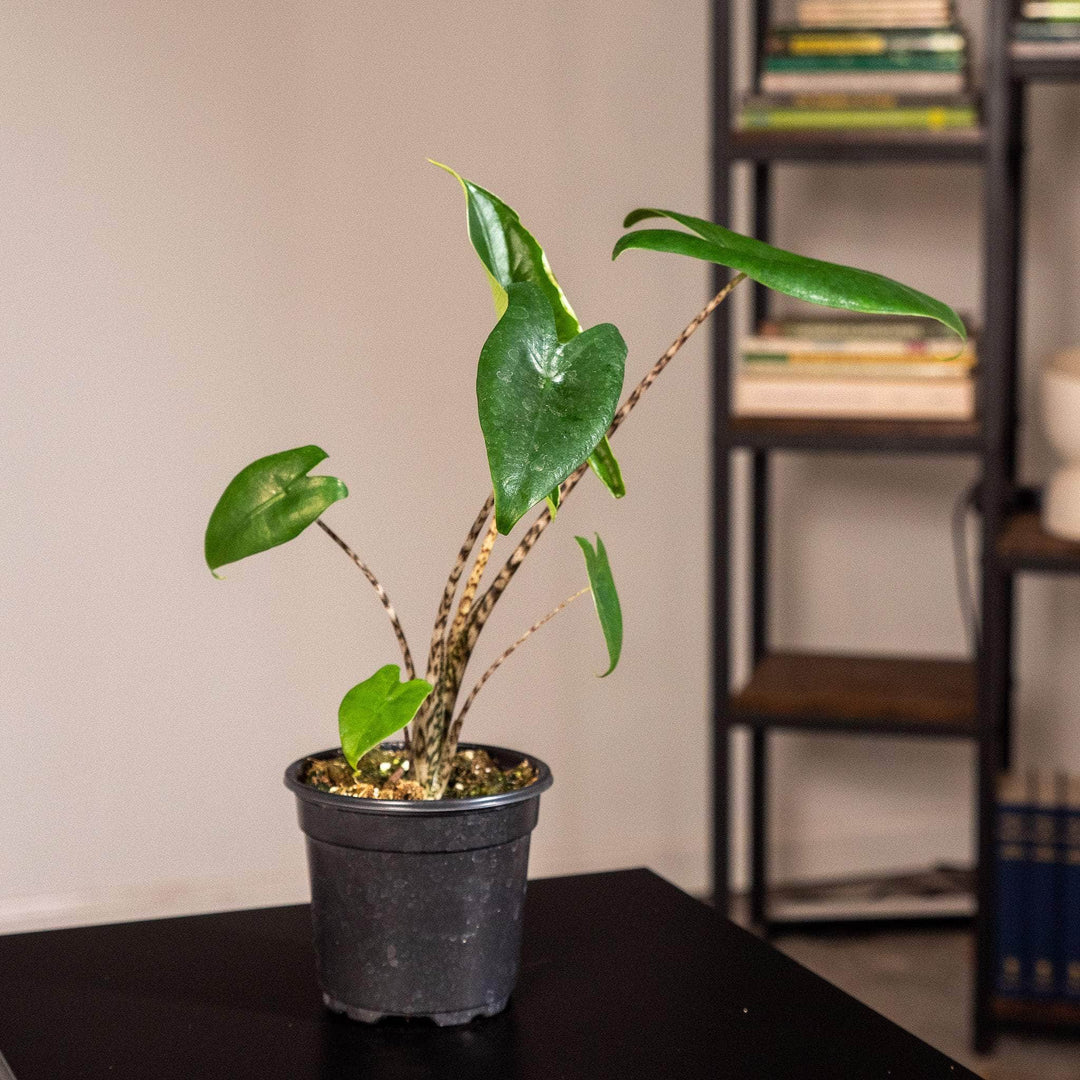 zebrina plant indoor Alocasia zebrina