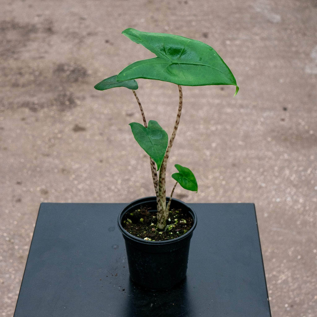 alocasia zebrina potting mix Alocasia zebrina