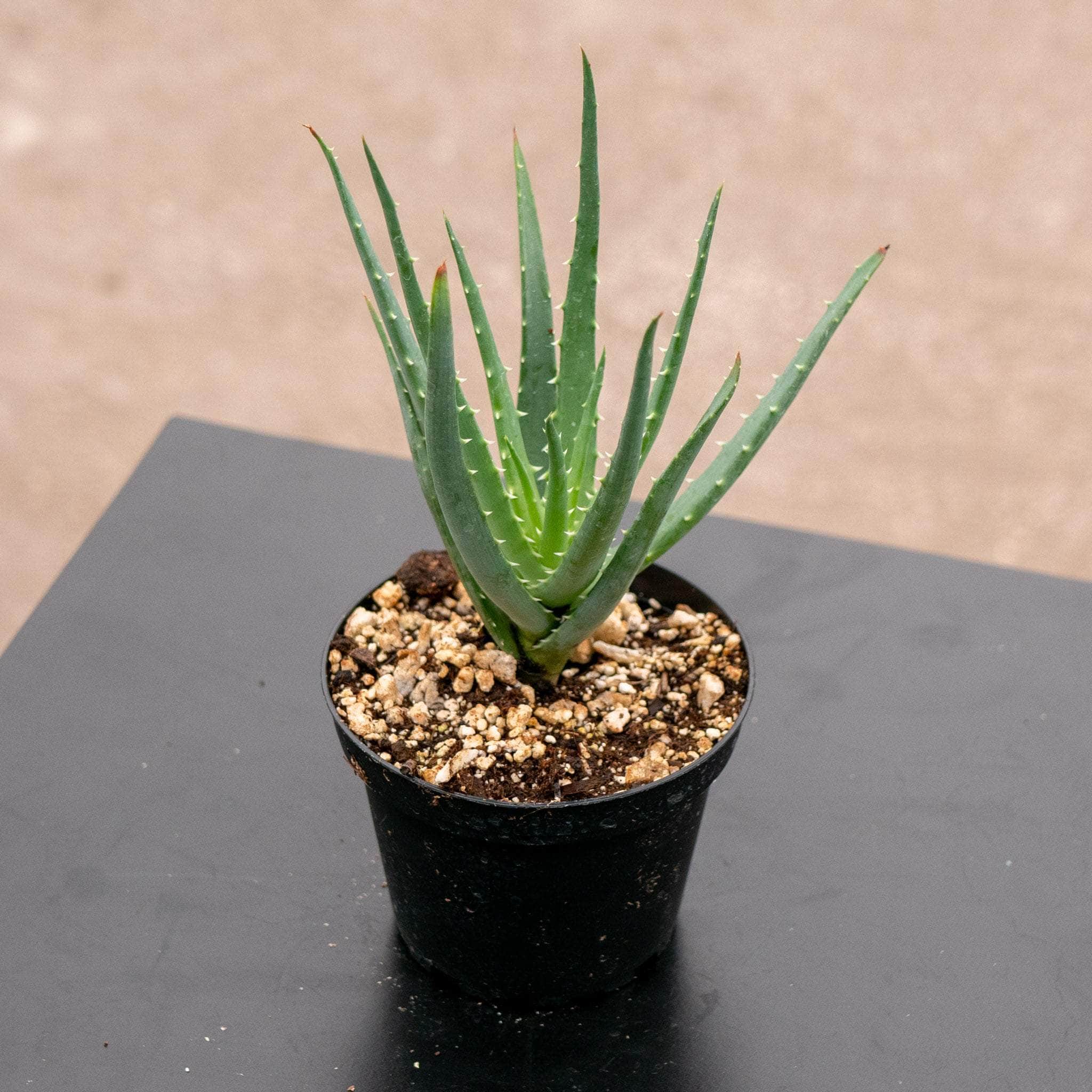 hedgehog aloe vera plant Aloe 'Hedgehog'