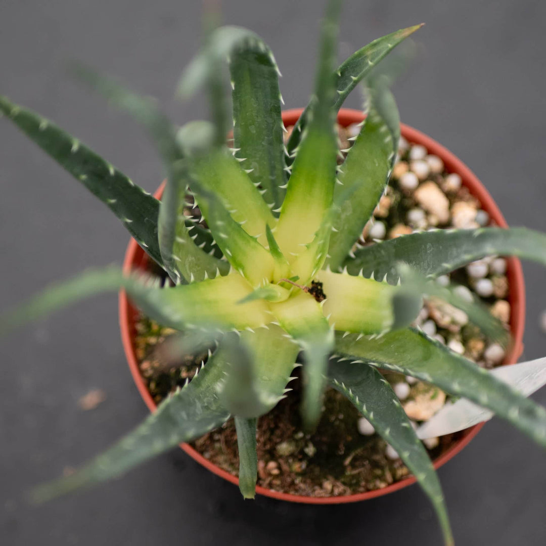 4 aloe vera plant Aloe 'Solar Flare'