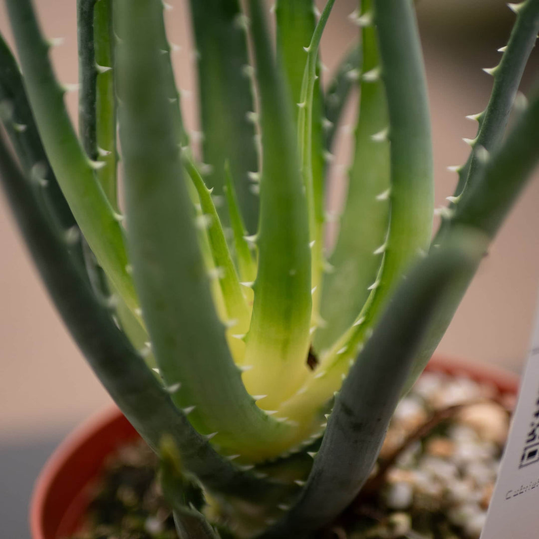 aloe vera plant height Aloe 'Solar Flare'