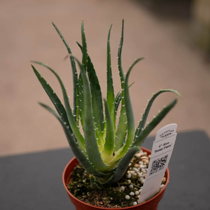 Gabriella Plants All 4" Aloe ‘Solar Flare’
