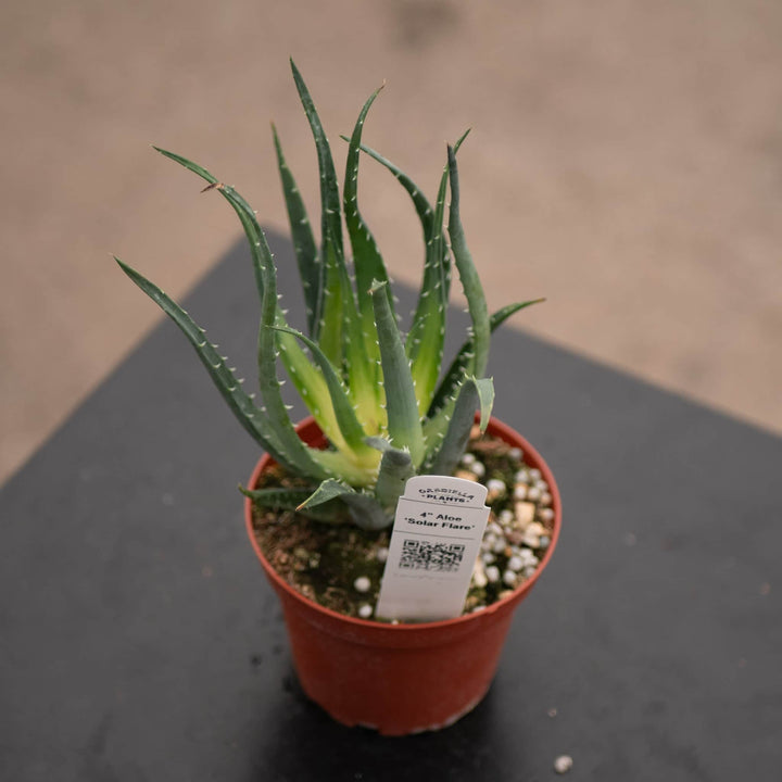 Gabriella Plants All 4" Aloe ‘Solar Flare’