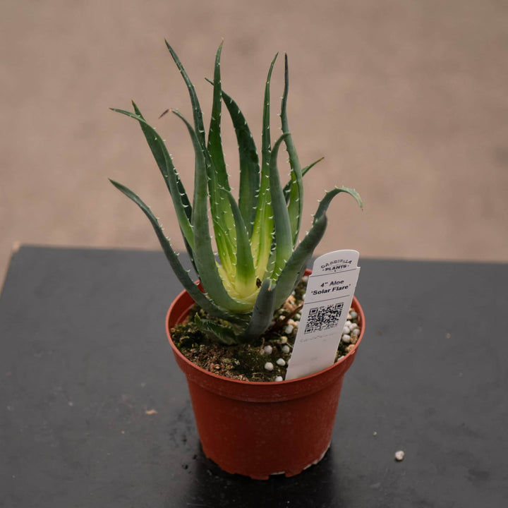 Gabriella Plants All 4" Aloe ‘Solar Flare’