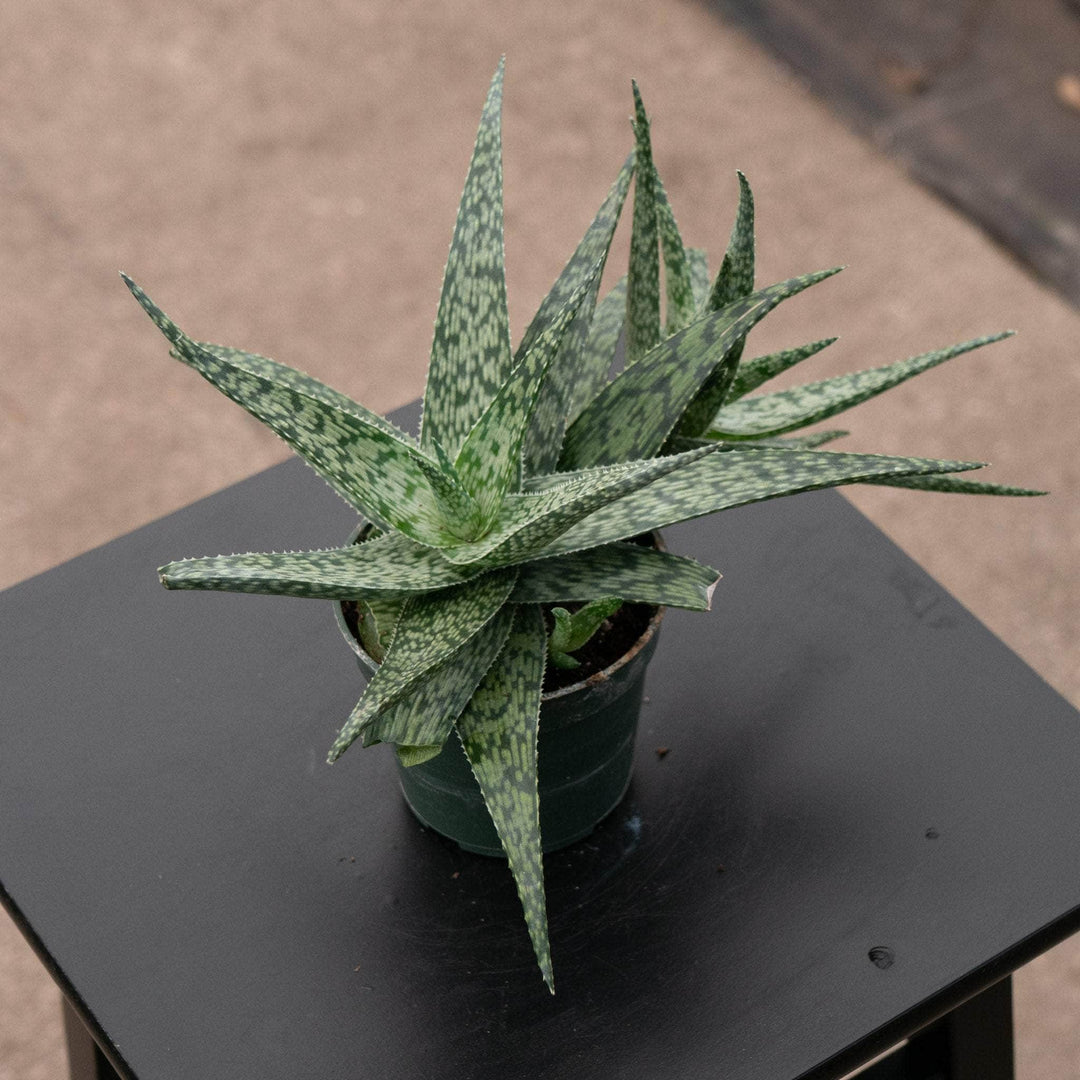 white aloe vera plant real Aloe 'White Fox'