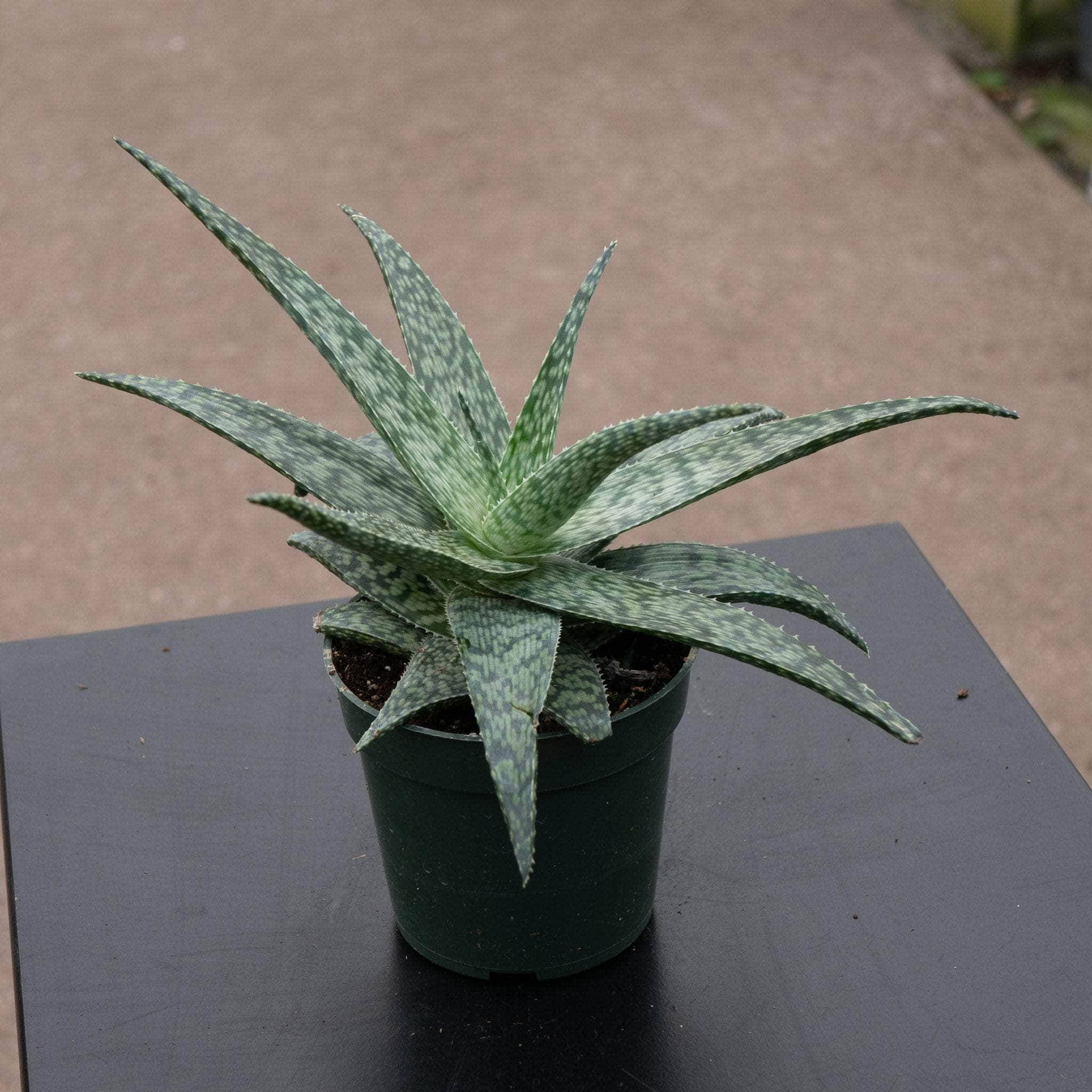 aloe様 Aloe 'White Fox' - (2