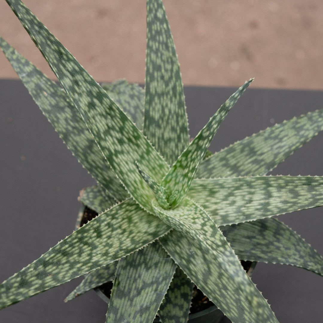 aloe vera plant with white spots Aloe 'White Fox'
