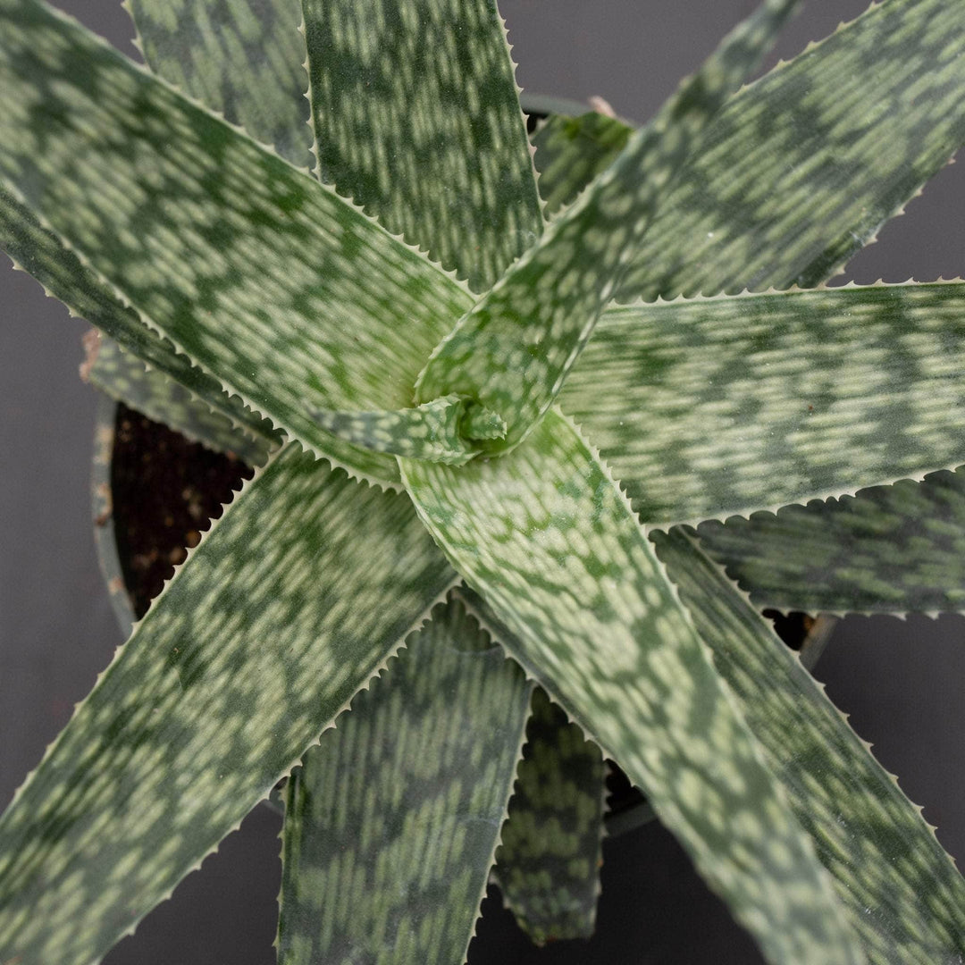 aloe vera plant with white stripes Aloe 'White Fox'