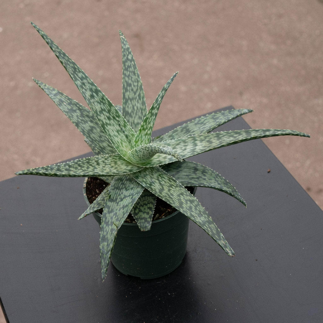 white spotted aloe vera plant Aloe 'White Fox'
