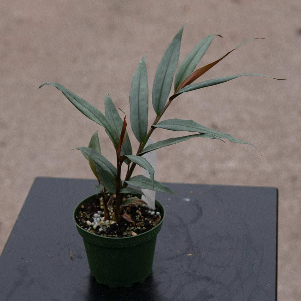 Gabriella Plants Other 4" Alpinia luteocarpa 'Red Rubin'