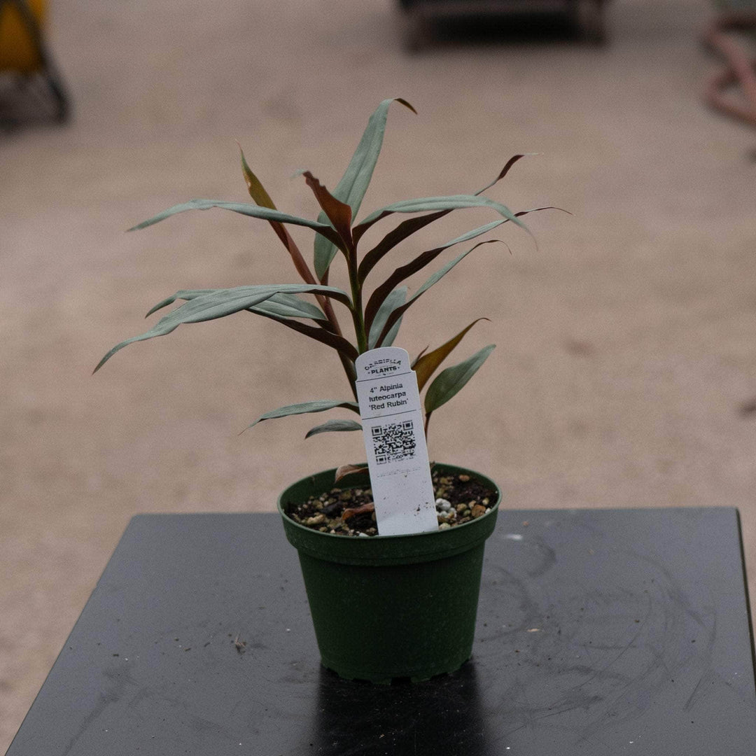 Gabriella Plants Other 4" Alpinia luteocarpa 'Red Rubin'
