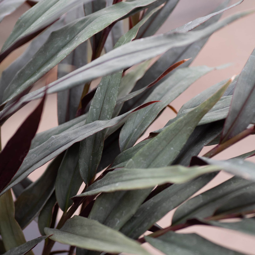 Gabriella Plants Other 4" Alpinia luteocarpa 'Red Rubin'