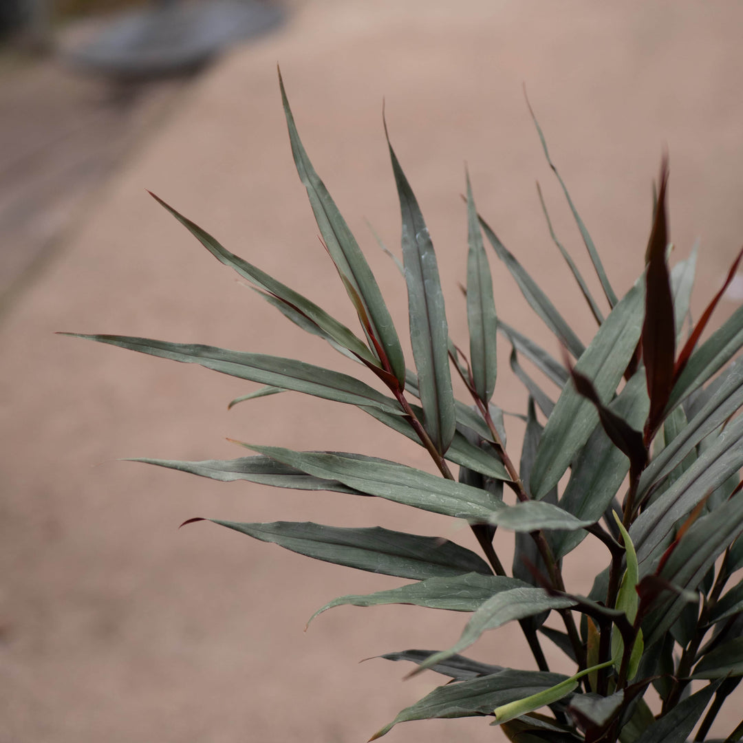 Gabriella Plants Other 4" Alpinia luteocarpa 'Red Rubin'