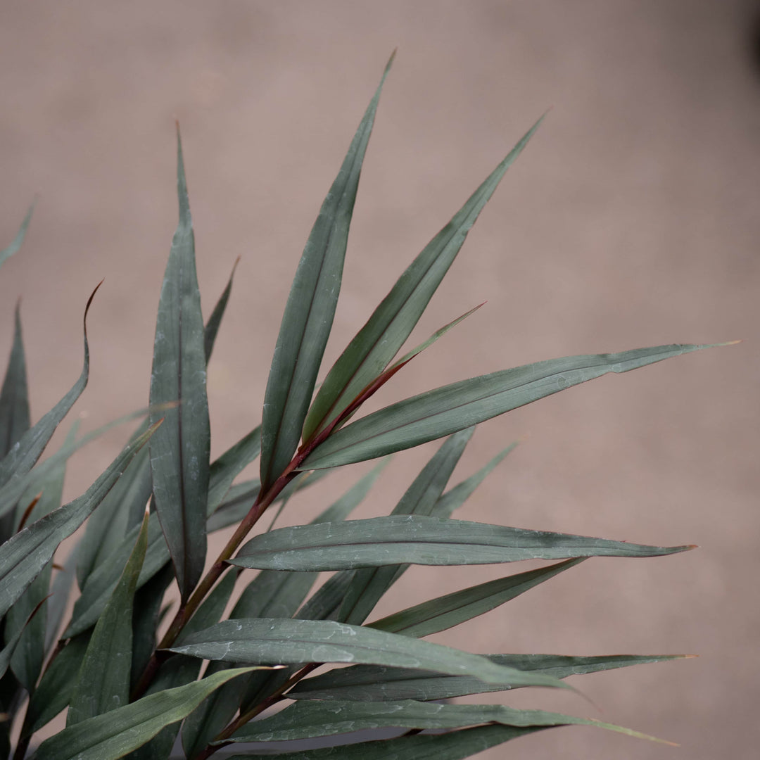 Gabriella Plants Other 4" Alpinia luteocarpa 'Red Rubin'